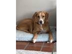 Adopt Buster a Tan/Yellow/Fawn - with White Mutt / Labrador Retriever / Mixed