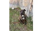 Adopt Luna a Brindle American Staffordshire Terrier / Mixed dog in Eagle