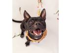 Adopt Rocco a Black Mixed Breed (Medium) / Mixed dog in Oklahoma City