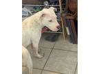 Adopt Ivy a White American Pit Bull Terrier / Dalmatian / Mixed dog in