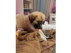 Adopt River a Tan/Yellow/Fawn - with Black Anatolian Shepherd / Great Pyrenees /