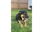 Adopt Daisy 3 a Black - with Tan, Yellow or Fawn Rottweiler / Mixed Breed