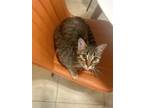 Adopt Mia a Spotted Tabby/Leopard Spotted Domestic Shorthair / Mixed (short