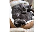Adopt Boris and Natasha a Gray or Blue Russian Blue / Mixed (short coat) cat in