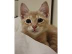 Adopt Greg a Orange or Red Domestic Shorthair (short coat) cat in New York
