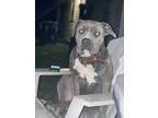 Adopt Ryder a Gray/Silver/Salt & Pepper - with White Bull Terrier / American