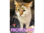 Adopt Provolone a White Domestic Mediumhair / Domestic Shorthair / Mixed cat in