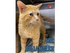 Adopt Mr. Bojangles a Orange or Red Domestic Shorthair / Mixed Breed (Medium) /