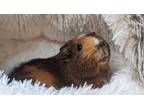 Adopt Sir Pigglesworth a Black Guinea Pig / Guinea Pig / Mixed small animal in