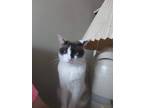 Adopt Chaos a White Siamese (short coat) cat in Unionville, VA (41398927)