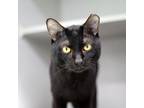 Adopt Oswald a All Black Domestic Shorthair / Domestic Shorthair / Mixed cat in