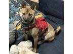 Adopt Drax a Red/Golden/Orange/Chestnut - with Black Shiba Inu / Mixed dog in