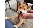 Adopt Danny a Red/Golden/Orange/Chestnut Shiba Inu / Mixed dog in Jonesburg