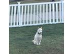 Adopt Diesel a White Shiba Inu / Mixed dog in Jonesburg, MO (41398829)