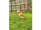 Adopt Rick a Red/Golden/Orange/Chestnut Shiba Inu / Mixed dog in Jonesburg