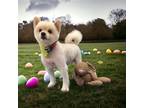 Adopt Bongo a Tan/Yellow/Fawn Pomeranian / Mixed dog in Toronto, ON (41398733)