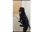 Adopt Tucker a Black Labrador Retriever / Mixed dog in Topeka, KS (41398731)