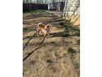 Adopt Kyro a Red/Golden/Orange/Chestnut - with Black Shiba Inu / Mixed dog in