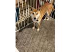Adopt Foxie Girl a Red/Golden/Orange/Chestnut Shiba Inu / Mixed dog in