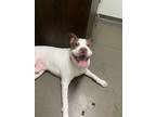 Adopt Zeus a White - with Brown or Chocolate American Pit Bull Terrier /
