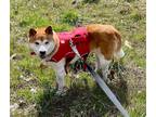 Adopt Freckles a Red/Golden/Orange/Chestnut Shiba Inu / Mixed dog in Jonesburg