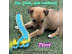 Adopt Teddy a Brown/Chocolate - with Tan Mixed Breed (Medium) / Mixed dog in