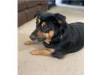 Adopt Barkley a Black - with Brown, Red, Golden, Orange or Chestnut Rottweiler /
