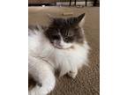 Adopt Meredith a Gray or Blue Domestic Longhair / Mixed (long coat) cat in