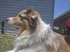 Adopt Simba a Tricolor (Tan/Brown & Black & White) Australian Shepherd / Mixed