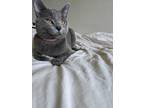 Adopt Smoky a Gray or Blue British Shorthair / Mixed (short coat) cat in Lisle