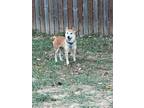 Adopt Carlee a Red/Golden/Orange/Chestnut Shiba Inu / Mixed dog in Jonesburg