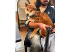 Adopt Waylon a Red/Golden/Orange/Chestnut Shiba Inu / Mixed dog in Jonesburg
