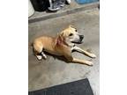 Adopt Birdie a Tan/Yellow/Fawn - with White Labrador Retriever / Terrier