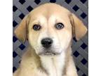 Adopt Sophia a Shepherd (Unknown Type) / Mixed dog in Midland, TX (41398784)