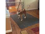 Adopt Ranger a Red/Golden/Orange/Chestnut Shiba Inu / Mixed dog in Jonesburg