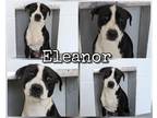 Adopt Eleanor a Black Labrador Retriever / Mixed Breed (Medium) / Mixed (short