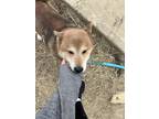 Adopt Hiro a Red/Golden/Orange/Chestnut - with Black Shiba Inu / Mixed dog in