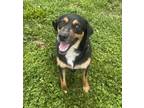 Adopt Riley a Black - with Tan, Yellow or Fawn Shepherd (Unknown Type) / Mixed