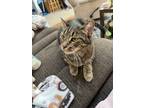 Adopt Piglet a Brown Tabby Tabby / Mixed (medium coat) cat in Little River