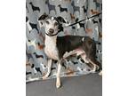 Adopt Rocky My World a Merle Italian Greyhound / Mixed (short coat) dog in