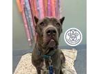 Adopt Samson a Gray/Blue/Silver/Salt & Pepper Mixed Breed (Large) / Mixed dog in