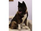 Adopt Trigger a Black Akita / Mixed dog in Belleville, ON (41205399)