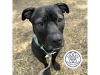 Adopt Memphis a Black Mixed Breed (Large) / Mixed dog in Menands, NY (39174666)