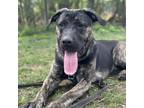 Adopt Kai a Black Mixed Breed (Large) / Mixed dog in Menands, NY (40269861)