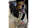 Adopt Odie a Black Beagle / Mixed Breed (Medium) / Mixed (short coat) dog in