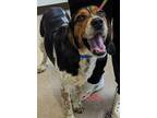 Adopt Odie a Black Beagle / Mixed dog in Burton, MI (41398672)