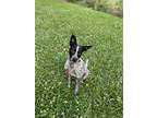 Adopt Huey a White Australian Cattle Dog / Mixed dog in Baton Rouge