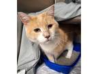 Adopt Bob a Tan or Fawn Domestic Mediumhair / Domestic Shorthair / Mixed cat in