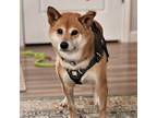 Adopt Dandy a Red/Golden/Orange/Chestnut Shiba Inu / Mixed dog in Jonesburg