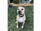 Adopt Mac a Tan/Yellow/Fawn - with White American Pit Bull Terrier / American